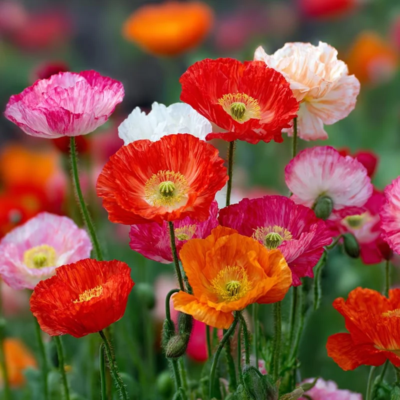 Oriental Poppy Seeds Mix - 1000 Perennial Flower Seeds, Vibrant Colors, Outdoor - Image 2