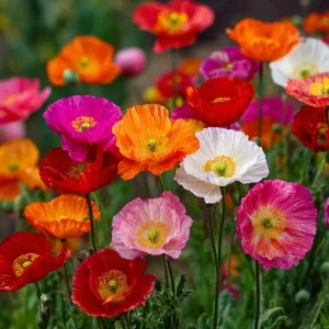 Oriental Poppy Seeds Mix - 1000 Perennial Flower Seeds, Vibrant Colors, Outdoor - Image 3