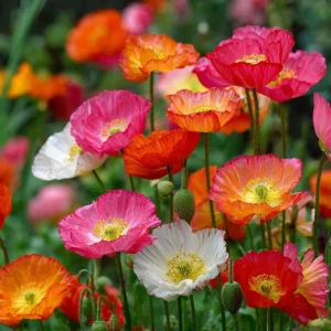 Oriental Poppy Seeds Mix - 1000 Perennial Flower Seeds, Vibrant Colors, Outdoor - Image 4