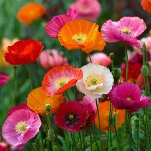 Oriental Poppy Seeds Mix - 1000 Perennial Flower Seeds, Vibrant Colors, Outdoor - Image 1