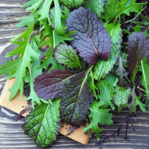 Osaka Purple Mustard Seeds - Heirloom Microgreen & Garden Variety - 200 Seeds - Image 2