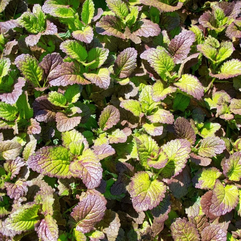 Osaka Purple Mustard Seeds - Heirloom Microgreen & Garden Variety - 200 Seeds - Image 4