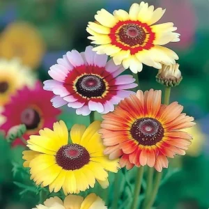 Painted Daisy Seeds - Chrysanthemum carinatum - 200 Seeds - Pollinator Perennial - Image 2