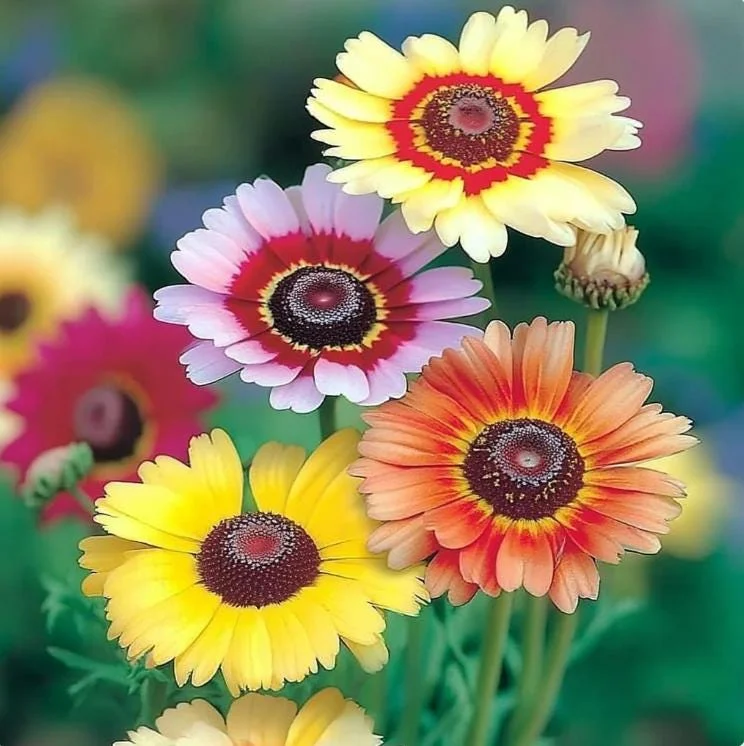 Painted Daisy Seeds - Chrysanthemum carinatum - 200 Seeds - Pollinator Perennial - Image 2