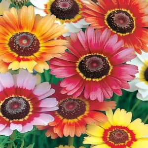 Painted Daisy Seeds - Chrysanthemum carinatum - 200 Seeds - Pollinator Perennial - Image 3
