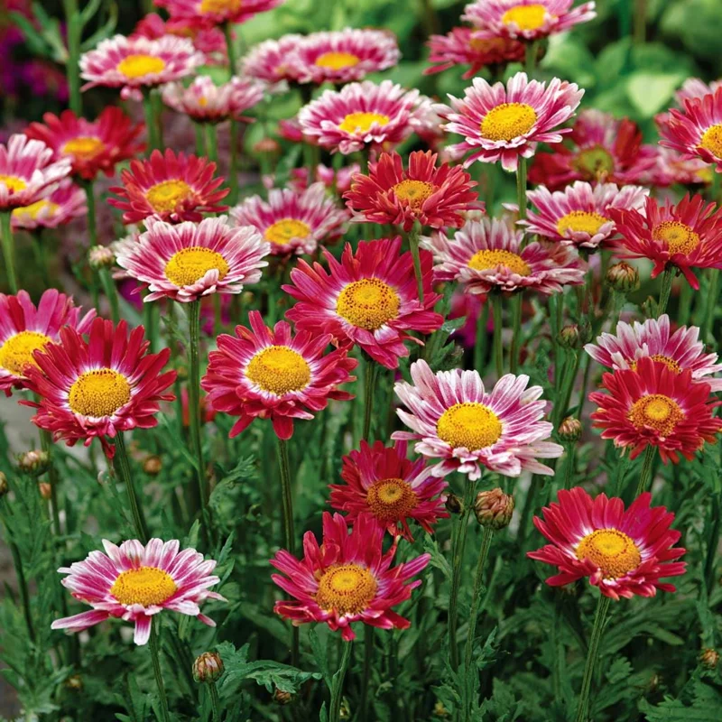 Painted Daisy Seeds - Chrysanthemum carinatum - 200 Seeds - Pollinator Perennial - Image 4