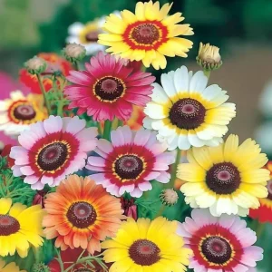 Painted Daisy Seeds - Chrysanthemum carinatum - 200 Seeds - Pollinator Perennial - Image 1