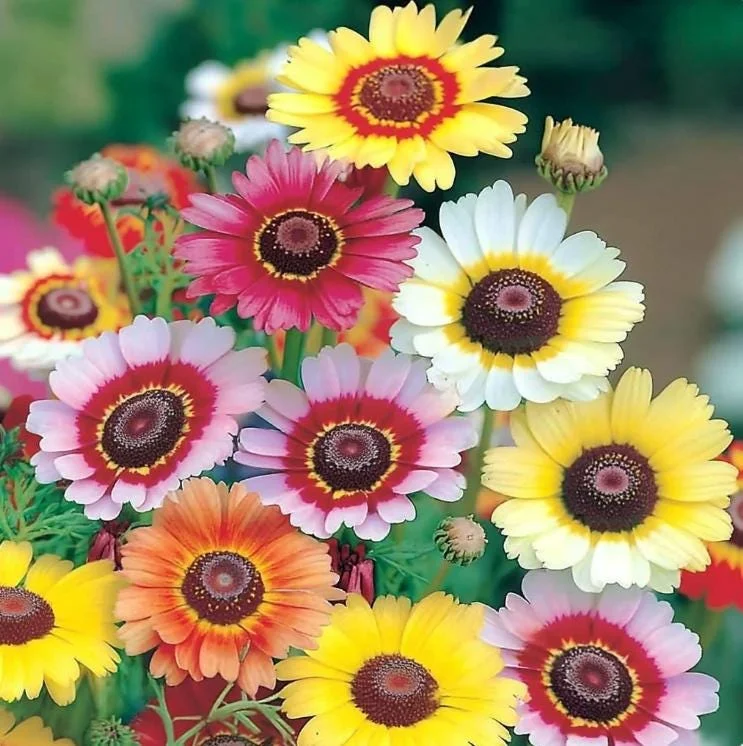 Painted Daisy Seeds - Chrysanthemum carinatum - 200 Seeds - Pollinator Perennial - Image 1
