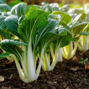 Pak Choi Chinese Cabbage Seeds - 150 Seeds, White Stem, Easy Grow Vegetable - Image 4