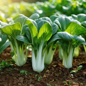 Pak Choi Chinese Cabbage Seeds - 150 Seeds, White Stem, Easy Grow Vegetable - Image 1