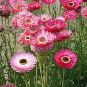 Paper Daisy Seeds (500) – Helipterum roseum | Bright Everlasting Blooms | Pollinator Friendly - Image 2