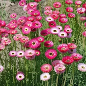Paper Daisy Seeds (500) – Helipterum roseum | Bright Everlasting Blooms | Pollinator Friendly - Image 3