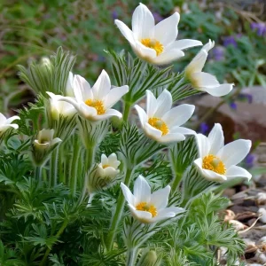 Pasque Flower Seeds - Anemone patens wolfgangiana - 20 Heirloom Seeds for Pollinators - Image 2