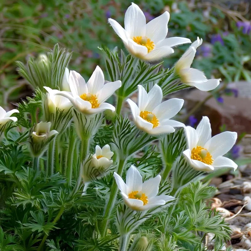 Pasque Flower Seeds - Anemone patens wolfgangiana - 20 Heirloom Seeds for Pollinators - Image 2