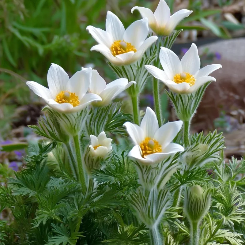 Pasque Flower Seeds - Anemone patens wolfgangiana - 20 Heirloom Seeds for Pollinators - Image 4