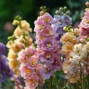 Pastel Mix Stock Flower Seeds - 25 Seeds, Sweet-Scented Edible Blooms - Image 4