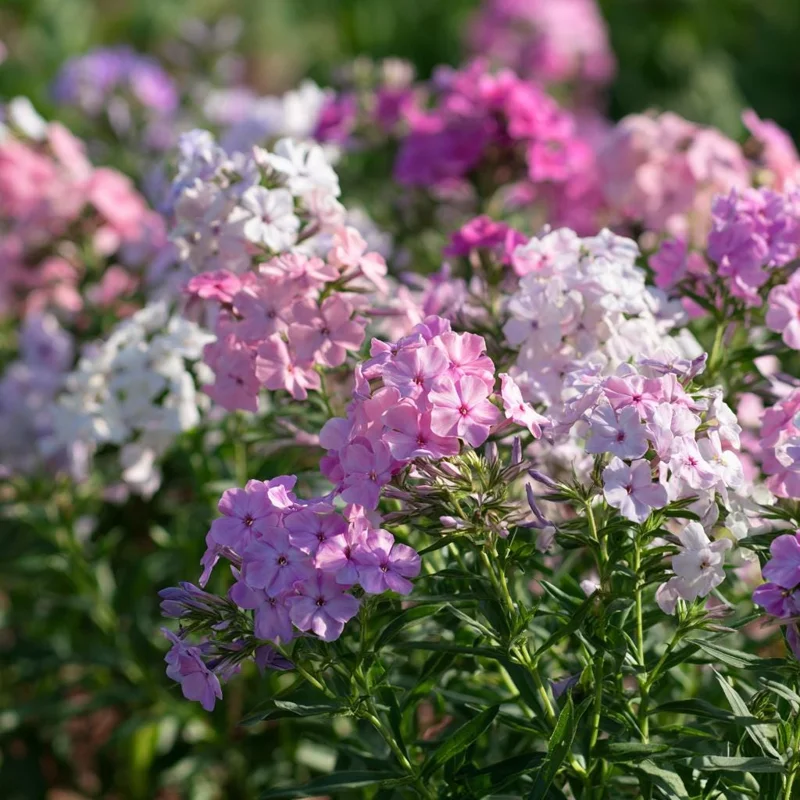 Pastel Phlox Seeds Mix - 300 Annual Flower Seeds for Cottage Gardens - Image 2