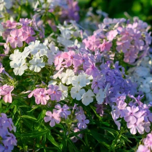 Pastel Phlox Seeds Mix - 300 Annual Flower Seeds for Cottage Gardens - Image 4