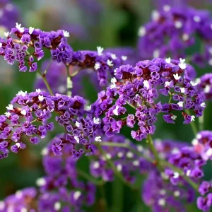 Pastel Shades Statice Flower Seeds - 50 Count Packet - Soft Colorful Dried Blooms - Image 3