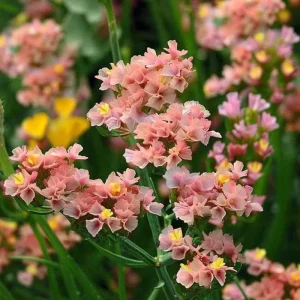 Pastel Shades Statice Flower Seeds - 50 Count Packet - Soft Colorful Dried Blooms - Image 4