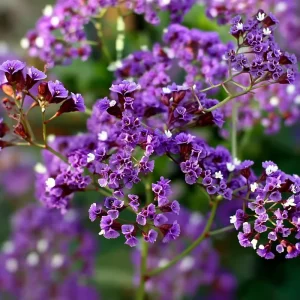 Pastel Shades Statice Flower Seeds - 50 Count Packet - Soft Colorful Dried Blooms - Image 5