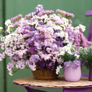 Pastel Shades Statice Flower Seeds - 50 Count Packet - Soft Colorful Dried Blooms - Image 1