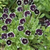 Penny Black Nemophila Seeds – Deep Purple-Black Flowers, Compact Annual, 50 Seeds - Image 1