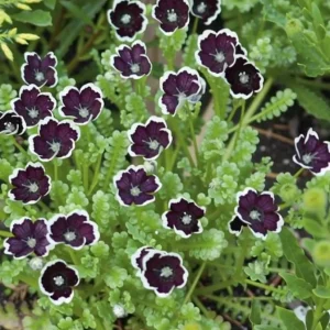 Penny Black Nemophila Seeds – Deep Purple-Black Flowers, Compact Annual, 50 Seeds - Image 1