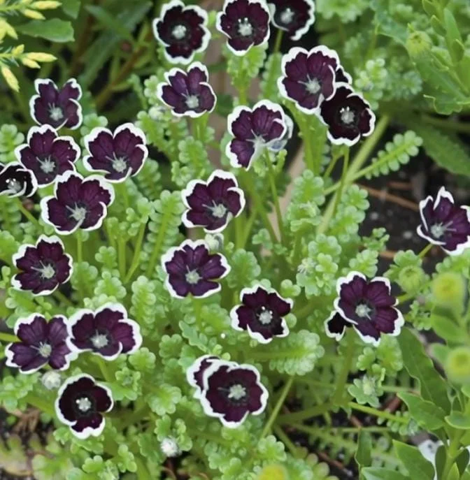 Penny Black Nemophila Seeds – Deep Purple-Black Flowers, Compact Annual, 50 Seeds - Image 1