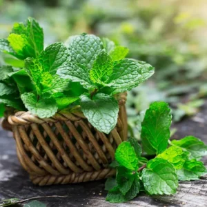 Peppermint Live Plant – Fresh Mint Herb – 4 Inch Pot – Indoor/Outdoor - Image 1