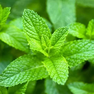 Peppermint Live Plant – Fresh Mint Herb – 4 Inch Pot – Indoor/Outdoor - Image 2