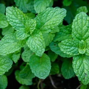 Peppermint Live Plant – Fresh Mint Herb – 4 Inch Pot – Indoor/Outdoor - Image 3
