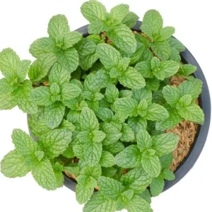 Peppermint Live Plant – Fresh Mint Herb – 4 Inch Pot – Indoor/Outdoor - Image 4