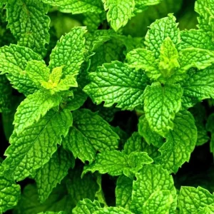 Peppermint Live Plant – Fresh Mint Herb – 4 Inch Pot – Indoor/Outdoor - Image 5
