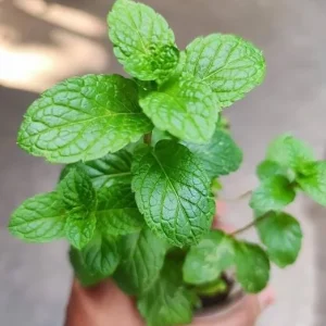 Peppermint Live Plant – Fresh Mint Herb – 4 Inch Pot – Indoor/Outdoor - Image 6