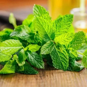 Peppermint Live Plant – Fresh Mint Herb – 4 Inch Pot – Indoor/Outdoor - Image 7