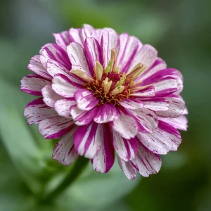 Peppermint Stick Zinnia Seeds - 25 Mix, Heirloom, Red & White Striped Blooms, Outdoor - Image 4