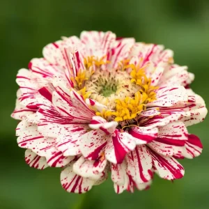 Peppermint Stick Zinnia Seeds - 25 Mix, Heirloom, Red & White Striped Blooms, Outdoor - Image 6