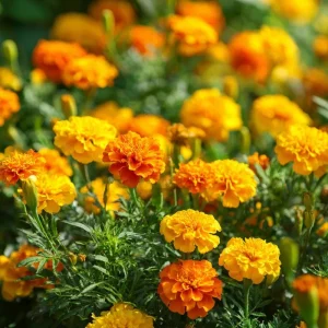 Petite French Marigold Seeds Mix - 300 Seeds, Multi-Color Blooms, Outdoor - Image 1