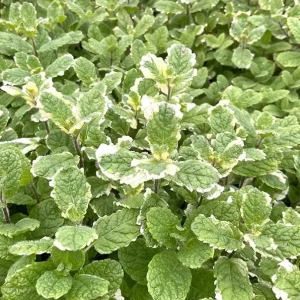 Pineapple Mint Live Plant – Variegated Herb, 4 Inch Pot, Indoor/Outdoor - Image 2