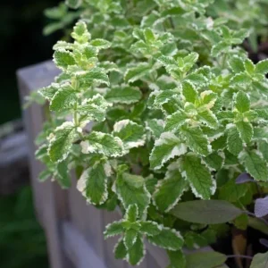 Pineapple Mint Live Plant – Variegated Herb, 4 Inch Pot, Indoor/Outdoor - Image 3