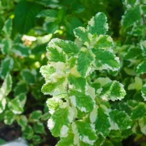 Pineapple Mint Live Plant – Variegated Herb, 4 Inch Pot, Indoor/Outdoor - Image 4