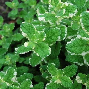 Pineapple Mint Live Plant – Variegated Herb, 4 Inch Pot, Indoor/Outdoor - Image 5