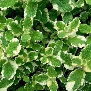 Pineapple Mint Live Plant – Variegated Herb, 4 Inch Pot, Indoor/Outdoor - Image 6