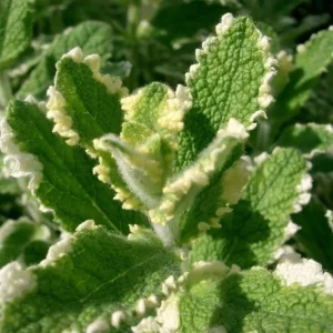 Pineapple Mint Live Plant – Variegated Herb, 4 Inch Pot, Indoor/Outdoor - Image 7