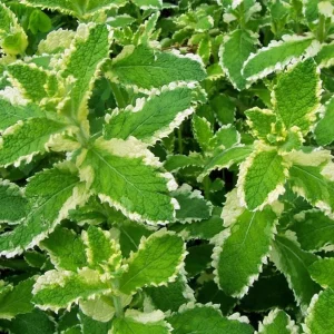 Pineapple Mint Live Plant – Variegated Herb, 4 Inch Pot, Indoor/Outdoor - Image 1