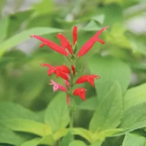 Pineapple Sage Live Plant (Salvia elegans) – Fragrant Perennial Herb, 4 Inch Pot, 2 Plants - Image 2