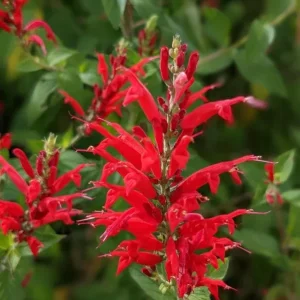 Pineapple Sage Live Plant (Salvia elegans) – Fragrant Perennial Herb, 4 Inch Pot, 2 Plants - Image 3