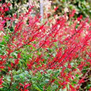Pineapple Sage Live Plant (Salvia elegans) – Fragrant Perennial Herb, 4 Inch Pot, 2 Plants - Image 5