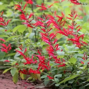 Pineapple Sage Live Plant (Salvia elegans) – Fragrant Perennial Herb, 4 Inch Pot, 2 Plants - Image 6